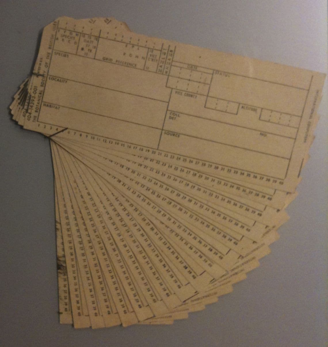A fanned stack of Powers-Samas punched record cards, printed with fields for species, locality, and grid reference and numbered columns along the edge.